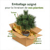 Pin noir d'Autriche 'Green Tower' Pot 11L 50/60cm - Pinus nigra Green Tower