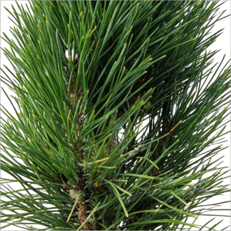 Pin noir d'Autriche 'Green Tower' Pot 11L 50/60cm - Pinus nigra Green Tower