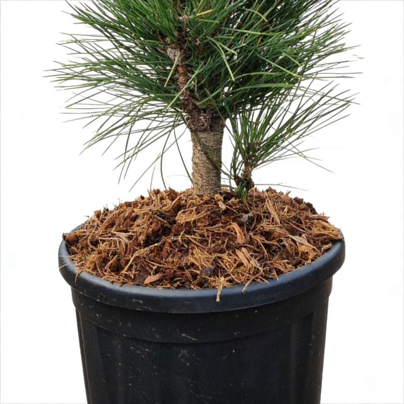 Pin noir d'Autriche 'Green Tower' Pot 11L 50/60cm - Pinus nigra Green Tower