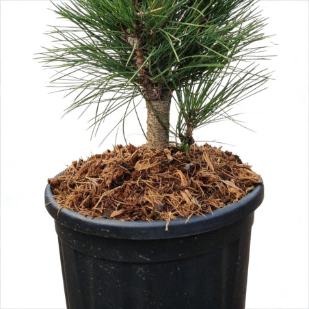 Pin noir d'Autriche 'Green Tower' Pot 11L 50/60cm - Pinus nigra Green Tower