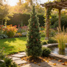 Pin noir d'Autriche 'Green Tower' Pot 11L 50/60cm - Pinus nigra Green Tower