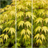 Acer palmatum cascade gold