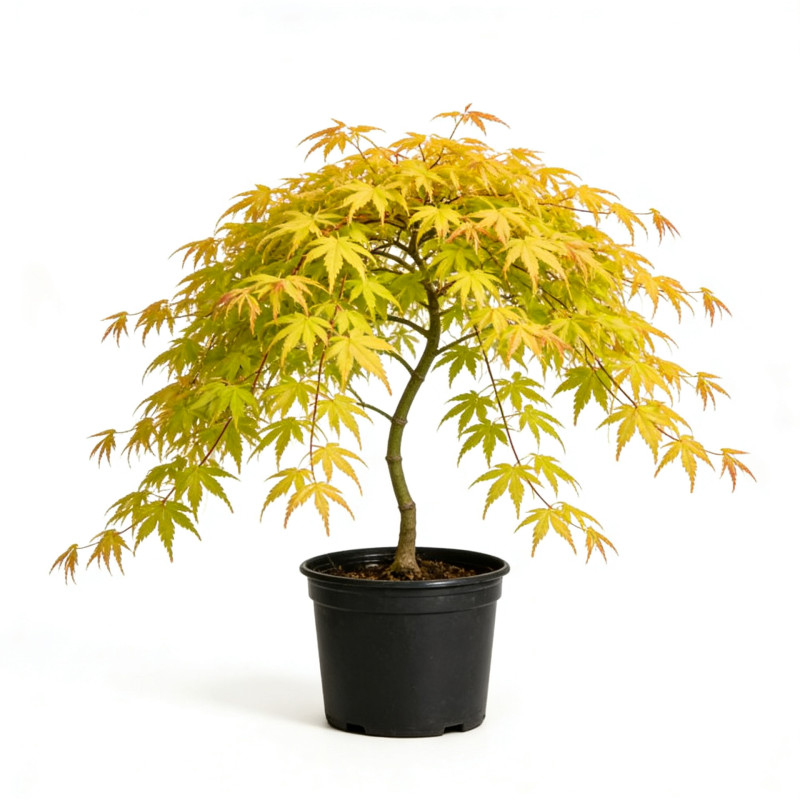 Acer palmatum cascade gold