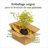Acer palmatum cascade gold