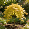Acer palmatum cascade gold