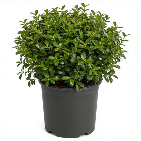 Houx crenata luxus sixpack - Ilex crenata luxus sixpack Godet