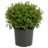 Houx crenata luxus sixpack - Ilex crenata luxus sixpack Godet