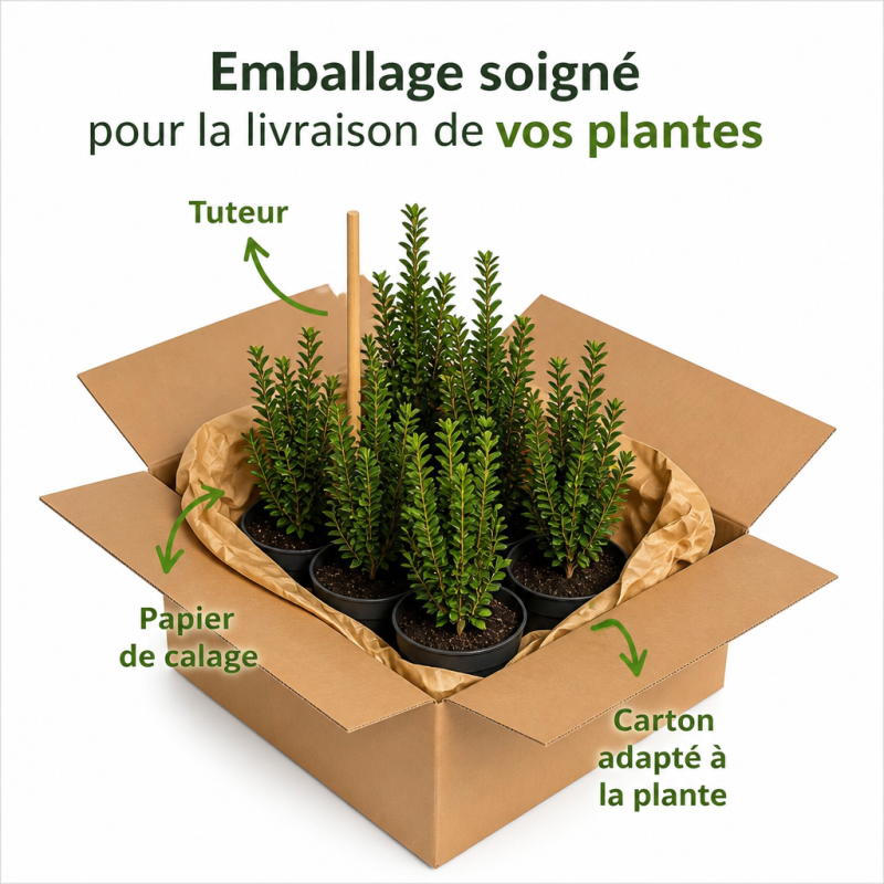 Houx crenata luxus sixpack - Ilex crenata luxus sixpack Godet