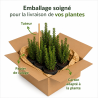 Houx crenata luxus sixpack - Ilex crenata luxus sixpack Godet