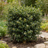 Houx crenata dark green - Ilex crenata dark green