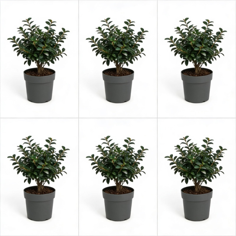 Houx crenata dark green - Ilex crenata dark green