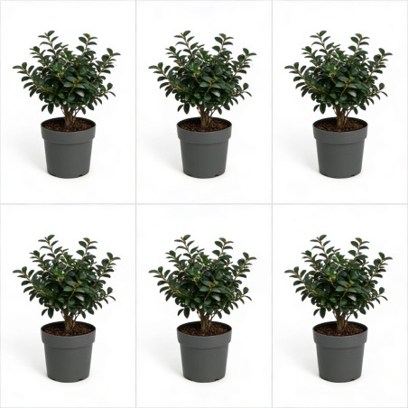 Houx crenata dark green - Ilex crenata dark green