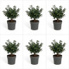 Houx crenata dark green - Ilex crenata dark green
