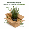 Houx crenata dark green - Ilex crenata dark green