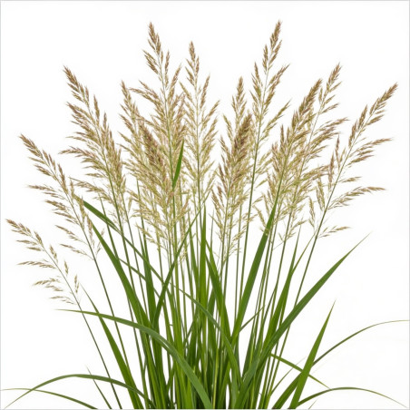 Calamagrostis ‘Karl Foerster’ - Calamagrostis × acutiflora ‘Karl Foerster’ pot 19cm