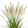 Calamagrostis ‘Karl Foerster’ - Calamagrostis × acutiflora ‘Karl Foerster’ pot 19cm
