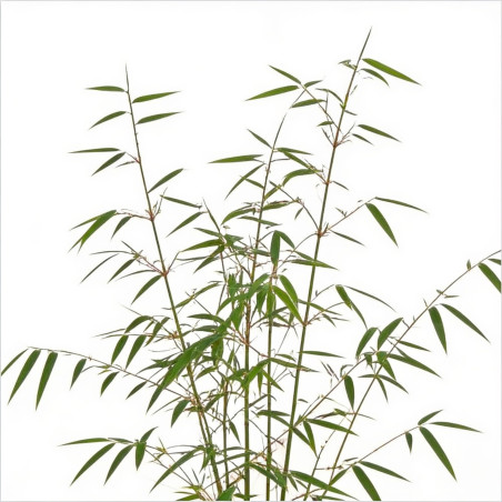 Calamagrostis ‘Karl Foerster’ - Calamagrostis × acutiflora ‘Karl Foerster’ pot 19cm