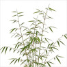 Calamagrostis ‘Karl Foerster’ - Calamagrostis × acutiflora ‘Karl Foerster’ pot 19cm