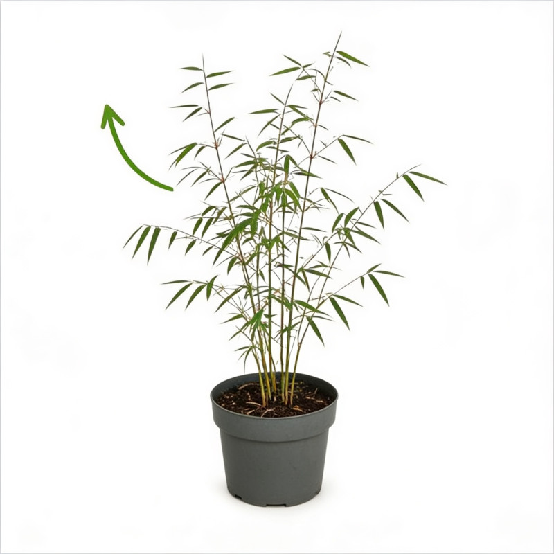 Roseau de Chine ‘Strictus’ - Miscanthus sinensis ‘Strictus’ pot 19cm