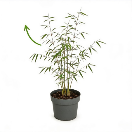 Roseau de Chine ‘Strictus’ - Miscanthus sinensis ‘Strictus’ pot 19cm