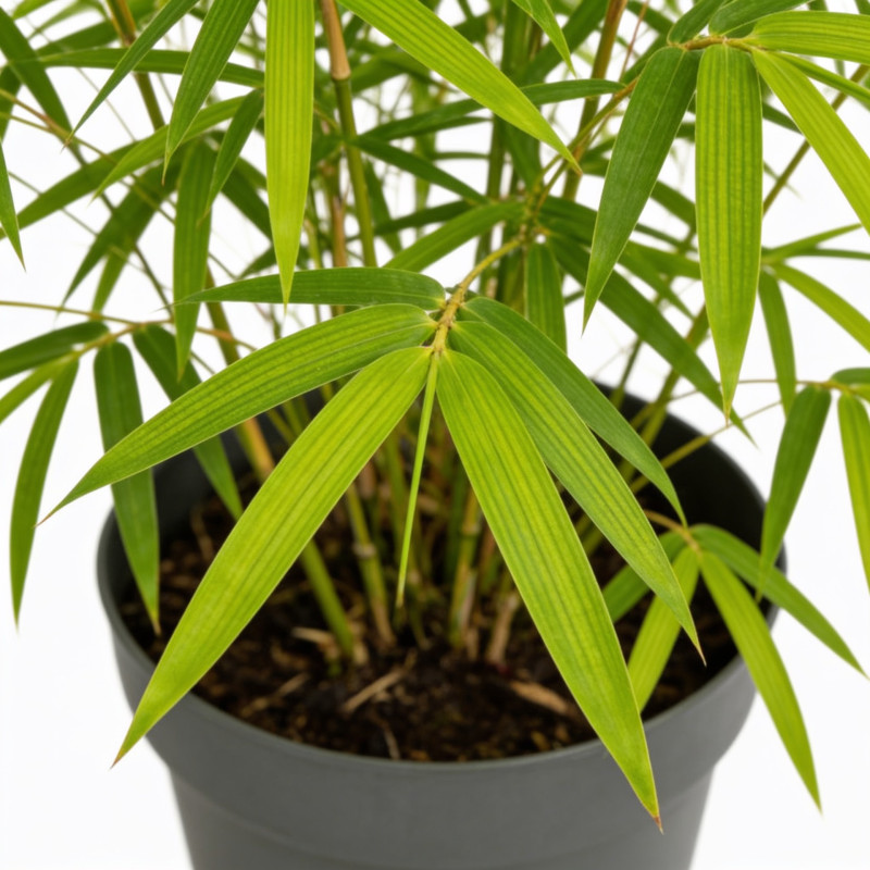 Roseau de Chine ‘Strictus’ - Miscanthus sinensis ‘Strictus’ pot 19cm
