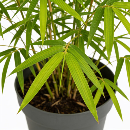 Roseau de Chine ‘Strictus’ - Miscanthus sinensis ‘Strictus’ pot 19cm