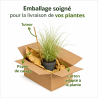 Laîche de Morrow ‘Ice Dance’ - Carex morrowii ‘Ice Dance’ pot 14cm