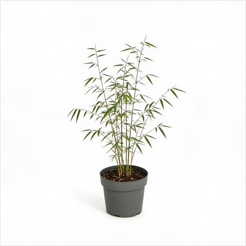 Laîche de Morrow ‘Ice Dance’ - Carex morrowii ‘Ice Dance’ pot 14cm