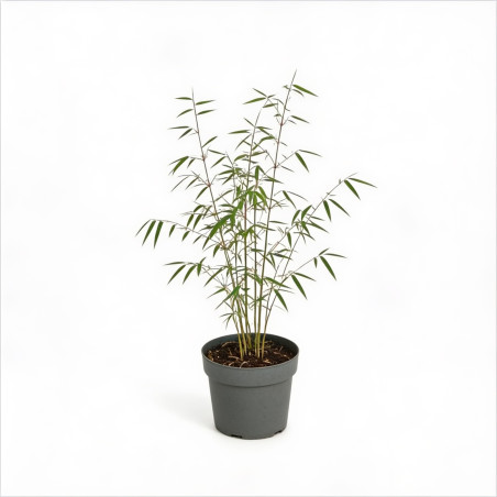 Laîche de Morrow ‘Ice Dance’ - Carex morrowii ‘Ice Dance’ pot 14cm