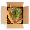 Cordyline indivisa 125cm Pot 20L