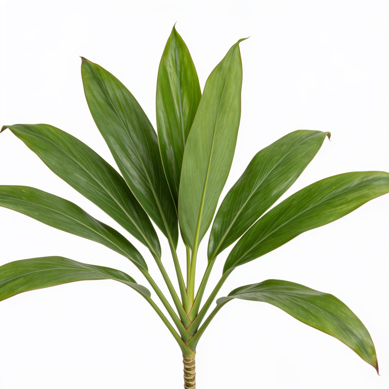 Cordyline indivisa 125cm Pot 20L