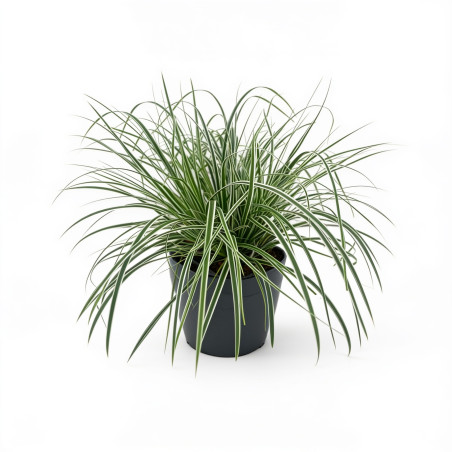 Laîche d’Oshima ‘Everest’ - Carex oshimensis ‘Everest’ pot 2L