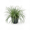Laîche d’Oshima ‘Everest’ - Carex oshimensis ‘Everest’ pot 2L