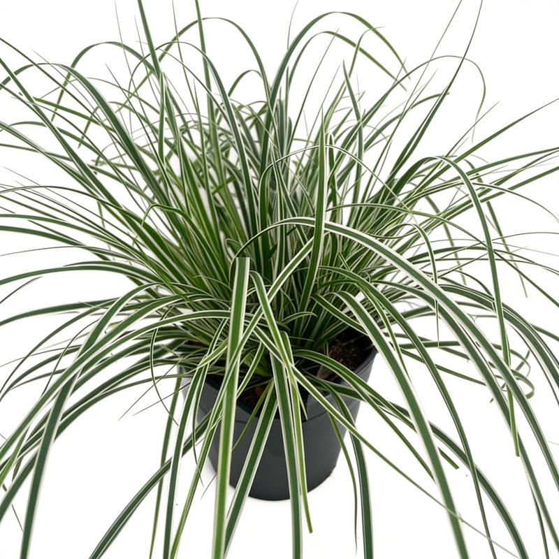 Laîche d’Oshima ‘Everest’ - Carex oshimensis ‘Everest’ pot 2L