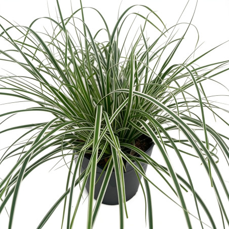 Laîche d’Oshima ‘Everest’ - Carex oshimensis ‘Everest’ pot 2L