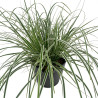 Laîche d’Oshima ‘Everest’ - Carex oshimensis ‘Everest’ pot 2L