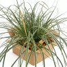 Laîche d’Oshima ‘Everest’ - Carex oshimensis ‘Everest’ pot 2L