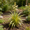 Laîche d’Oshima ‘Evergold’ - Carex oshimensis ‘Evergold’ pot 2L