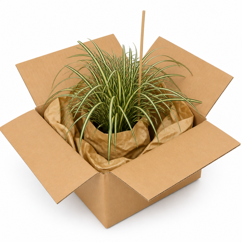 Laîche d’Oshima ‘Evergold’ - Carex oshimensis ‘Evergold’ pot 2L