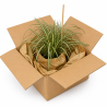 Laîche d’Oshima ‘Evergold’ - Carex oshimensis ‘Evergold’ pot 2L