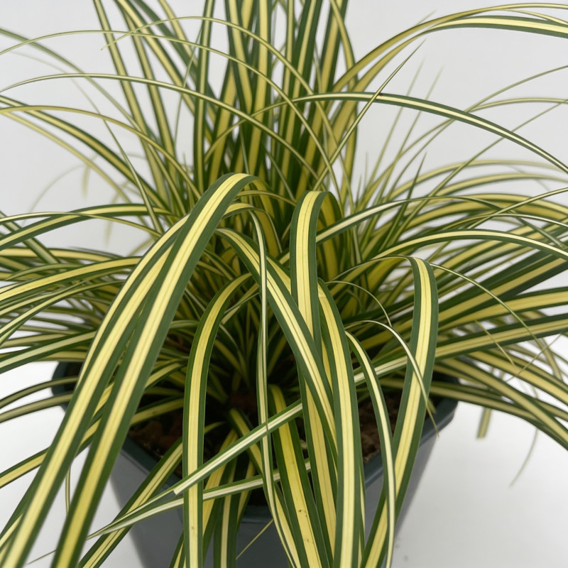 Laîche d’Oshima ‘Evergold’ - Carex oshimensis ‘Evergold’ pot 2L