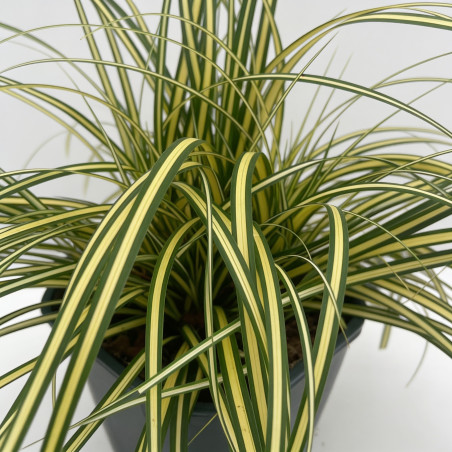 Laîche d’Oshima ‘Evergold’ - Carex oshimensis ‘Evergold’ pot 2L