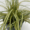 Laîche d’Oshima ‘Evergold’ - Carex oshimensis ‘Evergold’ pot 2L