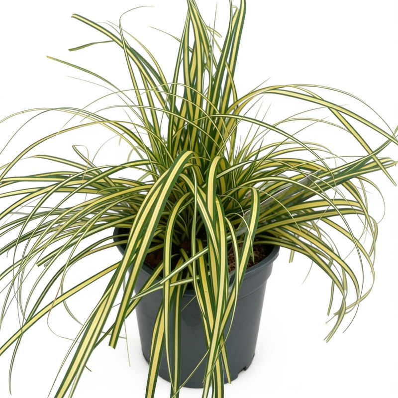 Laîche d’Oshima ‘Evergold’ - Carex oshimensis ‘Evergold’ pot 2L