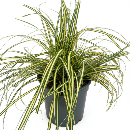 Laîche d’Oshima ‘Evergold’ - Carex oshimensis ‘Evergold’ pot 2L