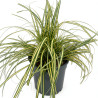 Laîche d’Oshima ‘Evergold’ - Carex oshimensis ‘Evergold’ pot 2L