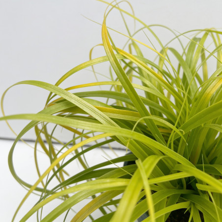 Laîche d’Oshima ‘Everillo’ - Carex oshimensis ‘Everillo’ pot 2L