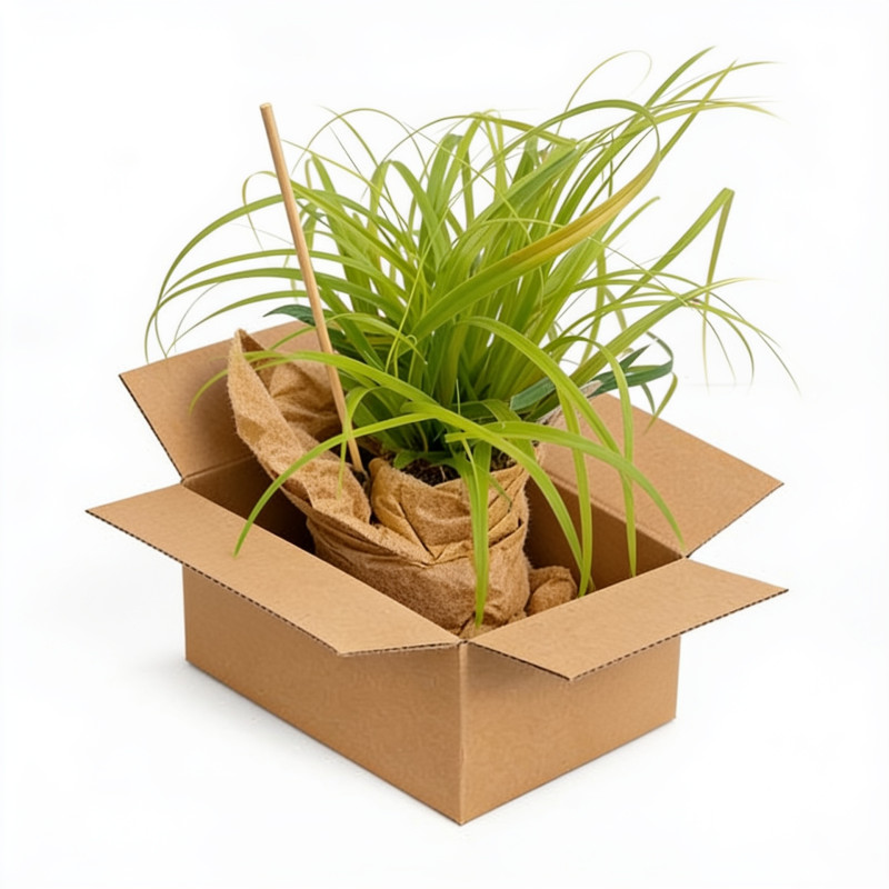 Laîche d’Oshima ‘Everillo’ - Carex oshimensis ‘Everillo’ pot 2L