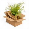 Laîche d’Oshima ‘Everillo’ - Carex oshimensis ‘Everillo’ pot 2L