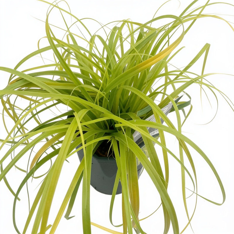 Laîche d’Oshima ‘Everillo’ - Carex oshimensis ‘Everillo’ pot 2L